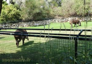 Tapir terrestre 