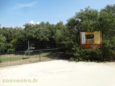 Casoar à casque - 2016