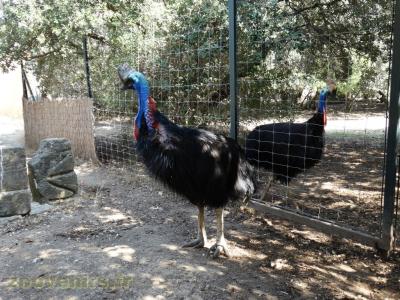 Casoar à casque - 2016