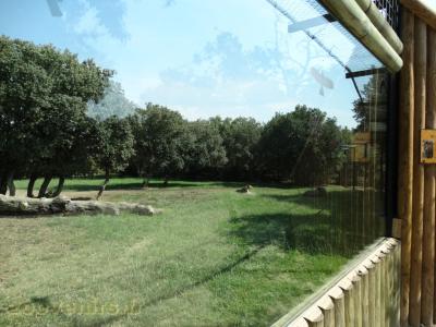 Lion d'Afrique - 2016