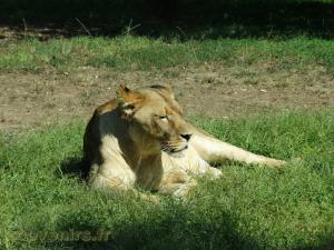 Lion d'Afrique
