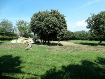 Lion d'Afrique - 2016