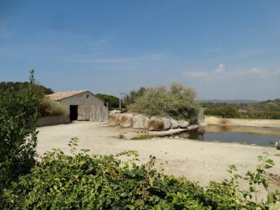 Hippopotame amphibie - 2016