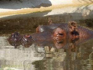 Hippopotame amphibie