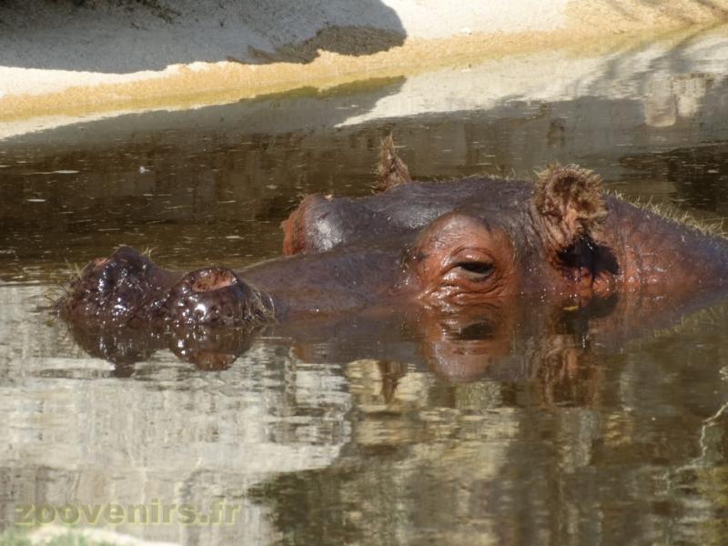 Hippopotame amphibie