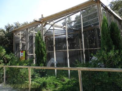 Hibou Granc-Duc africain - 2016