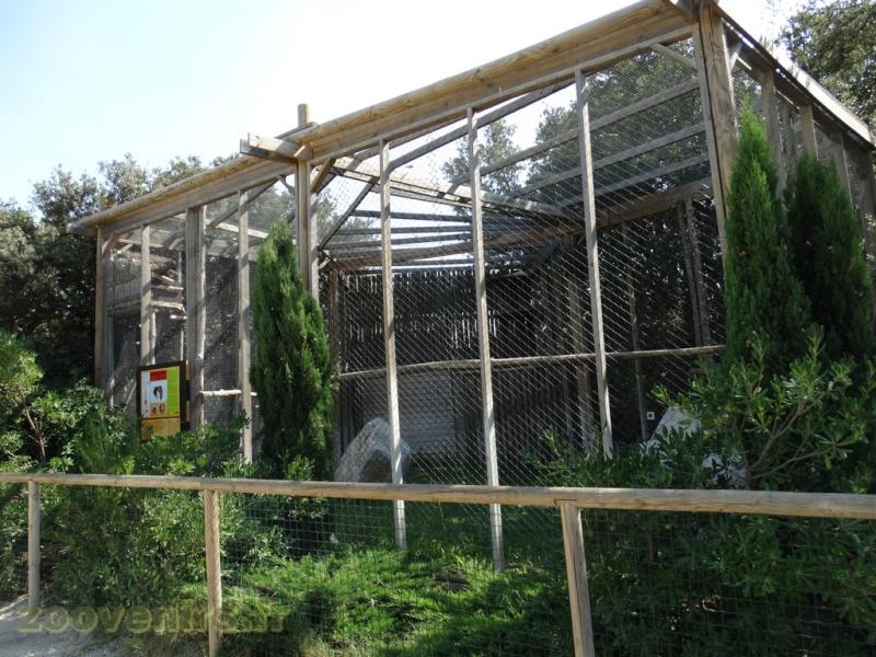 Hibou Granc-Duc africain