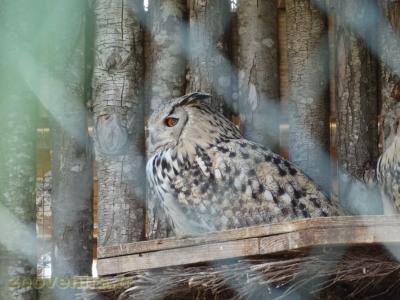 Hibou Granc-Duc africain - 2016