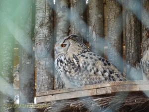 Hibou Granc-Duc africain
