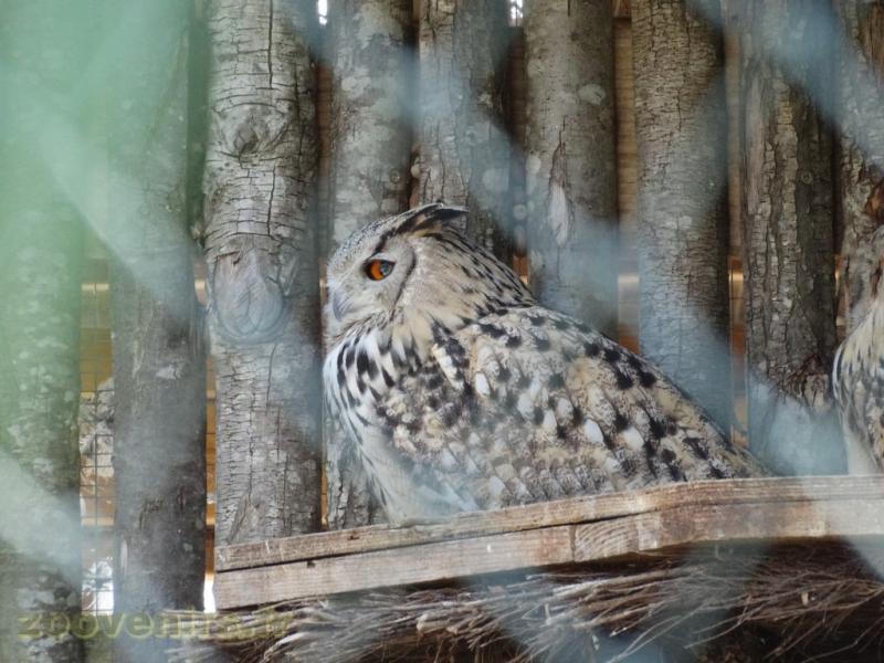 Hibou Granc-Duc africain