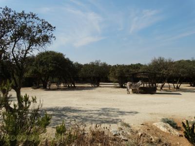 Zèbre de Burchell - 2016