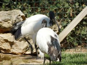 Ibis sacré