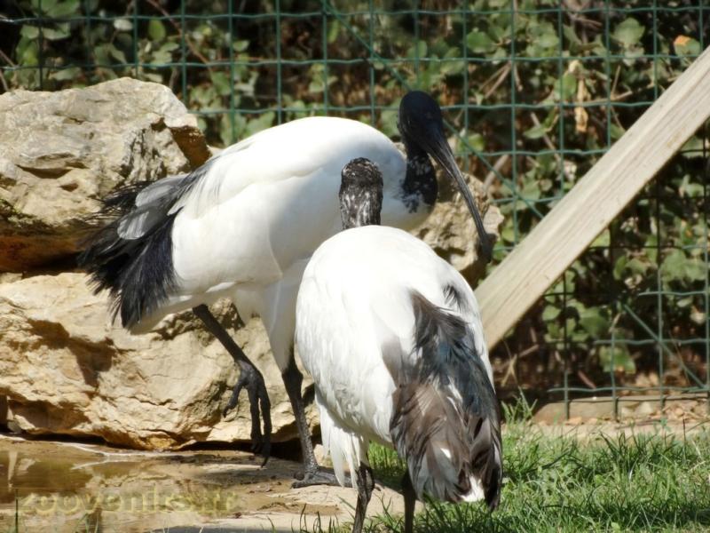 Ibis sacré