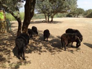 Mouton Karakul 
