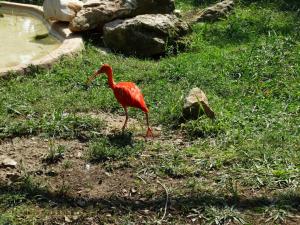 Ibis rouge