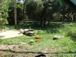 Ibis rouge
