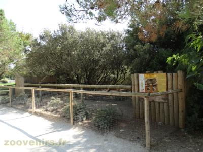 Pécari à collier - 2016