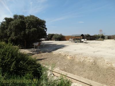 Oryx dammah -  Âne de Somalie 