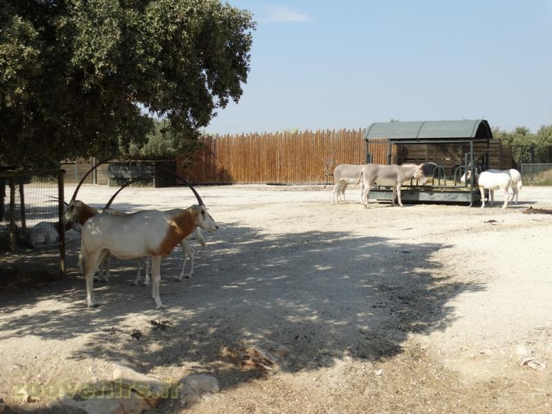 Oryx dammah -  Âne de Somalie 