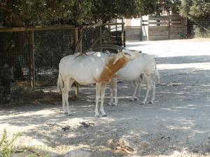 Oryx dammah
