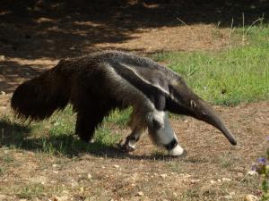 Tamanoir