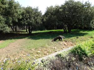 Tamanoir