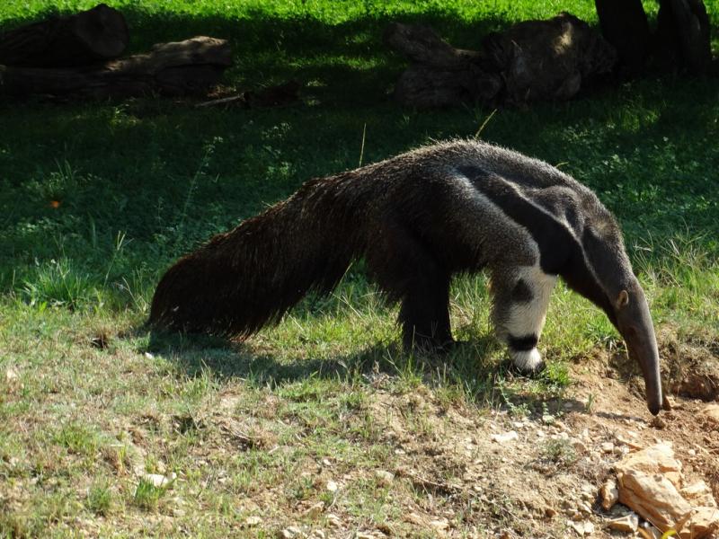 Tamanoir 