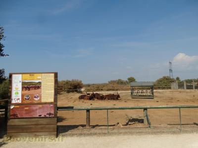 Bœuf watussi - 2016