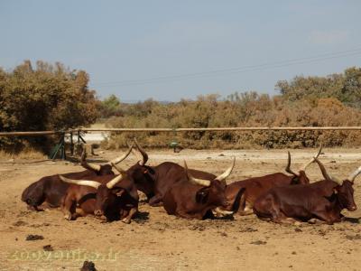 Bœuf watussi - 2016