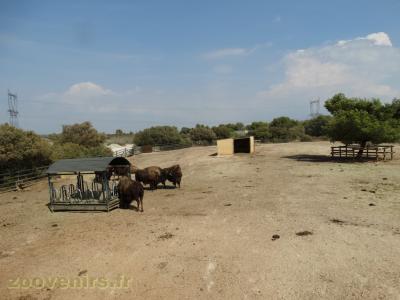 Bison d'Amérique - 2016