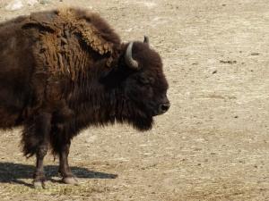 Bison d'Amérique