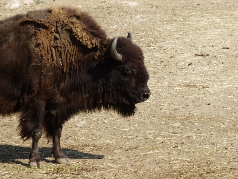 Bison d'Amérique