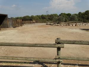 Dromadaire