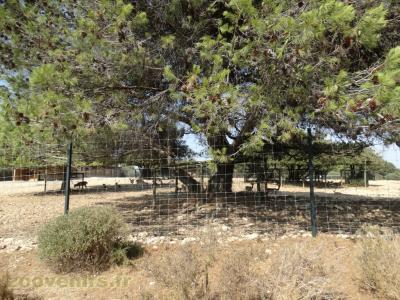 Daim - Nilgaut - Cervicapre - 2016