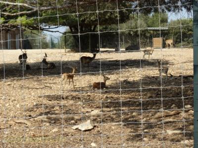 Daim - Nilgaut - Cervicapre - 2016