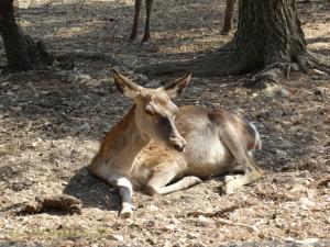 Cerf du père David