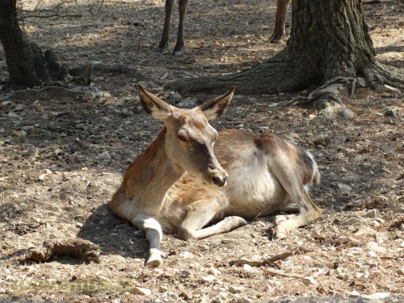 Cerf du père David