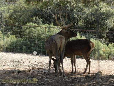 Cerf du père David - 2016