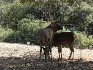 Cerf du père David