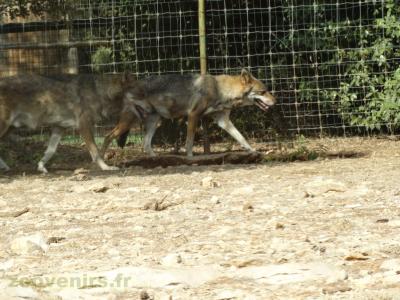 Loup d'Europe - 2016