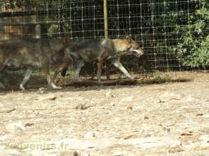 Loup d'Europe
