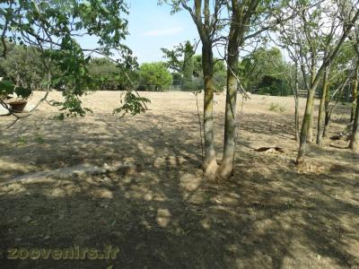 Loup d'Europe - 2016