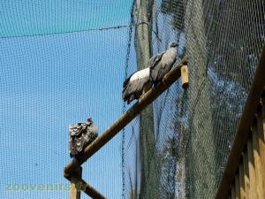 Vautour fauve - Vautiour africain