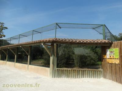 Panthère de Perse - 2016