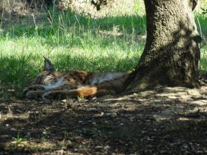 Lynx d'Europe