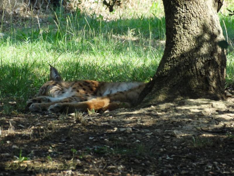 Lynx d'Europe