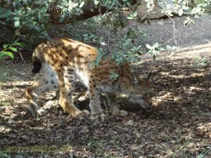 Lynx d'Europe