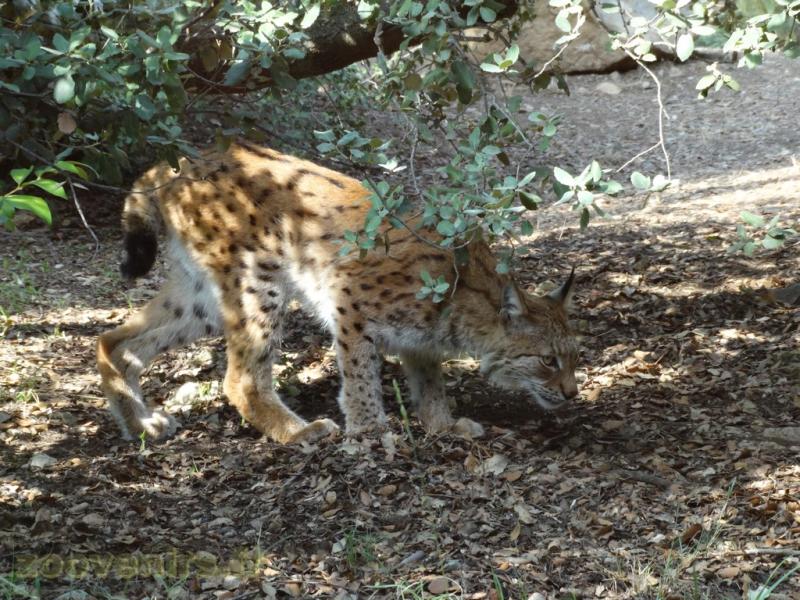 Lynx d'Europe