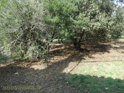 Lynx d'Europe - 2016