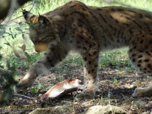 Lynx d'Europe